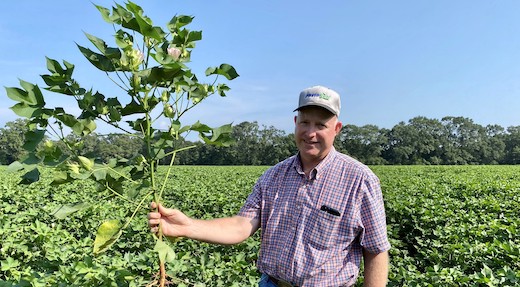 Cotton Varieties Made for Peanut Country