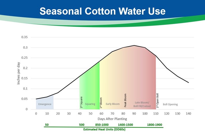 Seasonal cotton water use